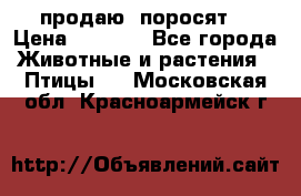 продаю  поросят  › Цена ­ 1 000 - Все города Животные и растения » Птицы   . Московская обл.,Красноармейск г.